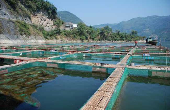 河道养鱼技术