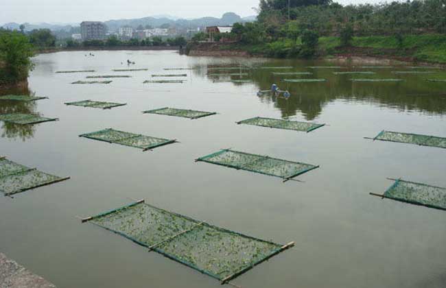 河道养鱼技术