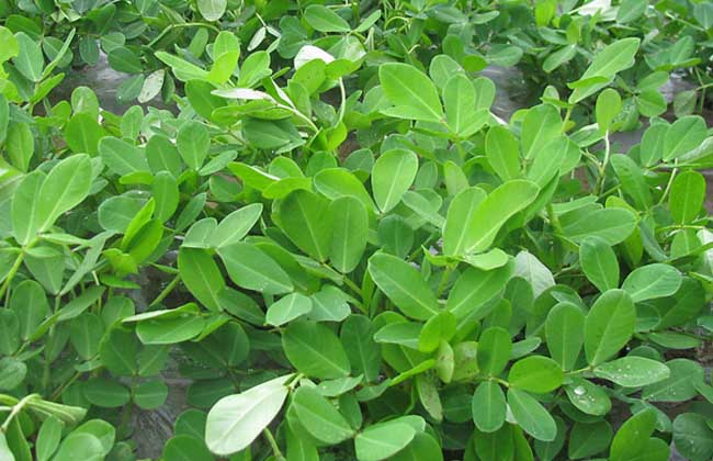 花生种植时间