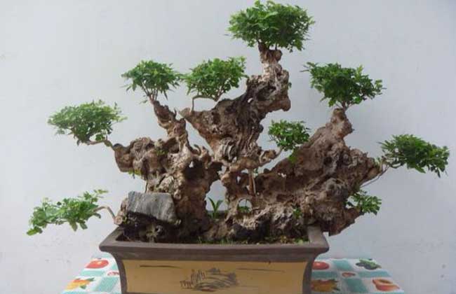 黄荆盆景
