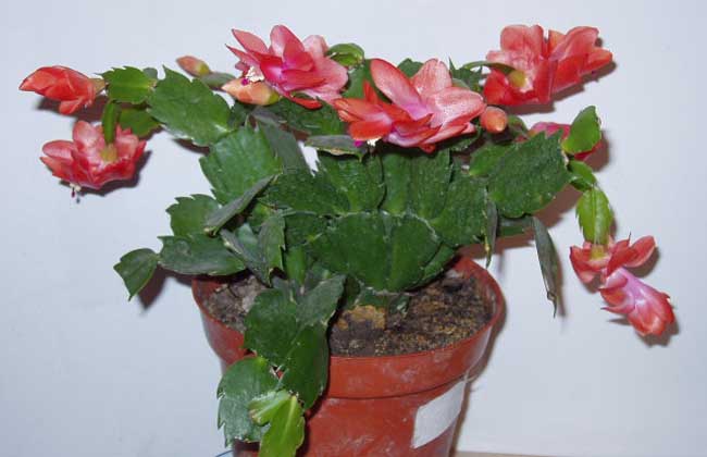 家庭种植花卉技术