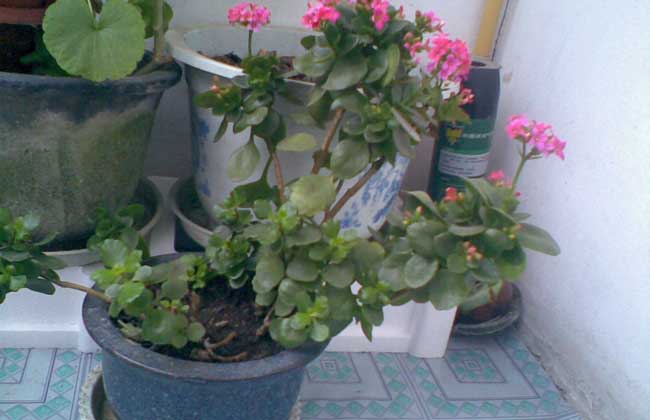 家庭种植花卉技术