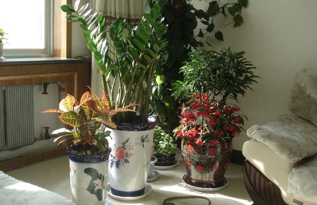 家庭种植花卉技术