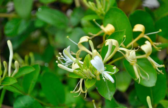 金银花种植条件