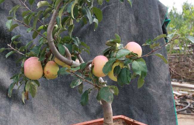 苹果盆景制作与养护