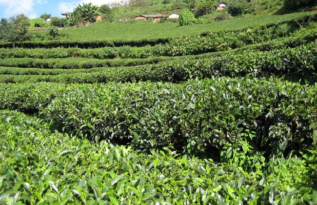 茶叶种植