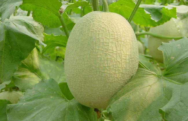 甜瓜大棚种植技术