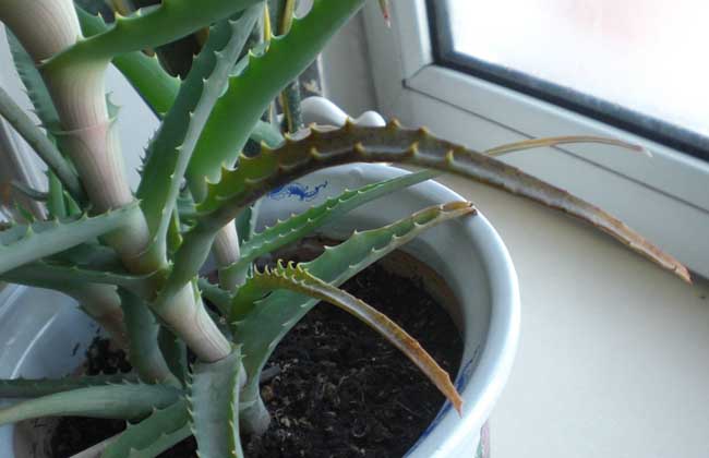 盆栽芦荟怎么养