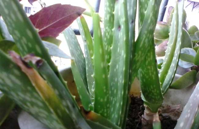 盆栽芦荟怎么养