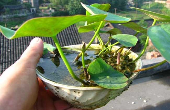 碗莲无土栽培方法