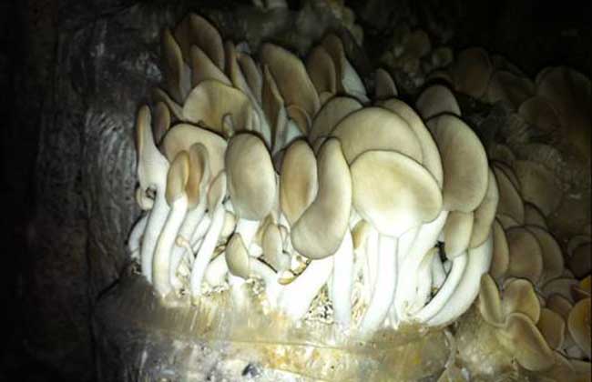 秀珍菇栽培技术