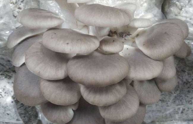 秀珍菇栽培技术