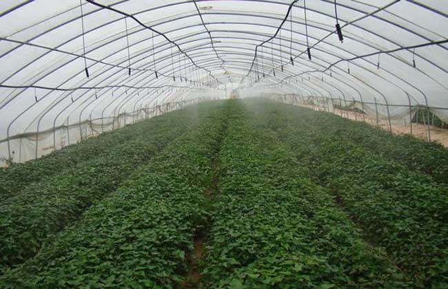 种植大棚需要多少钱