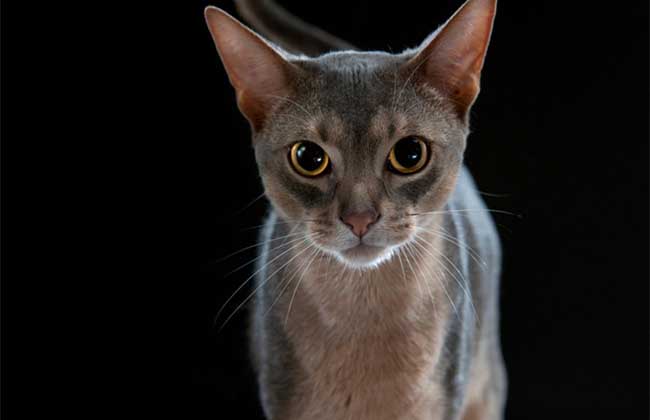 阿比西尼亚猫多少钱？