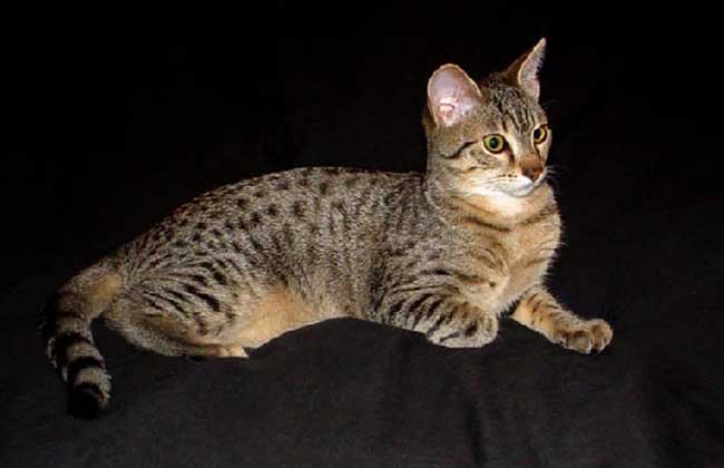 埃及猫多少钱一只