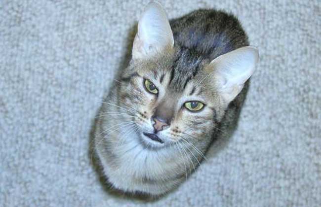 埃及猫多少钱一只