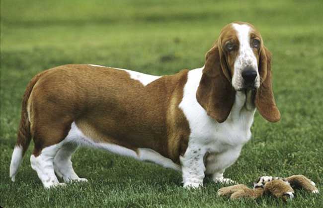 巴吉度猎犬多少钱一只