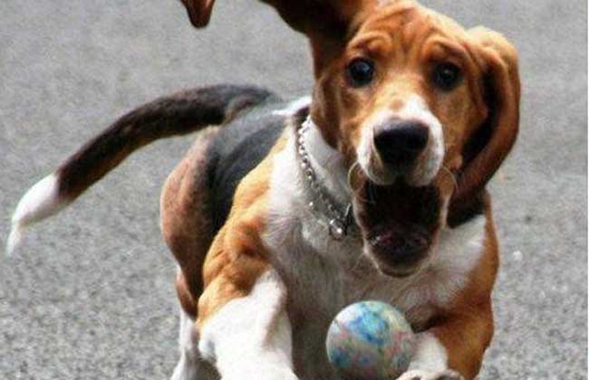 巴吉度猎犬多少钱一只