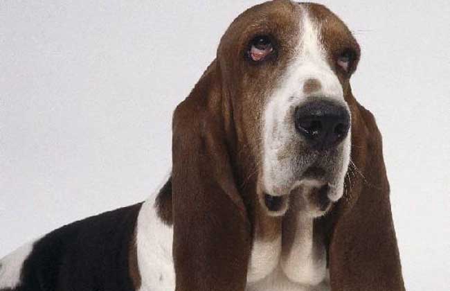 巴吉度猎犬多少钱一只