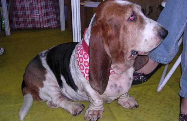 巴吉度猎犬多少钱一只