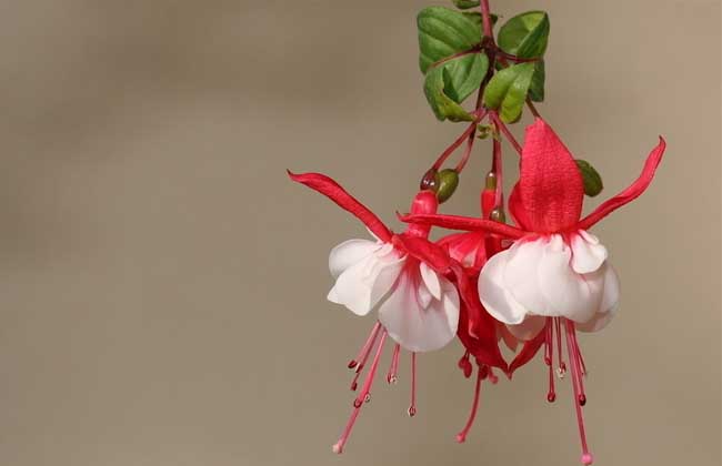 灯笼花养殖方法