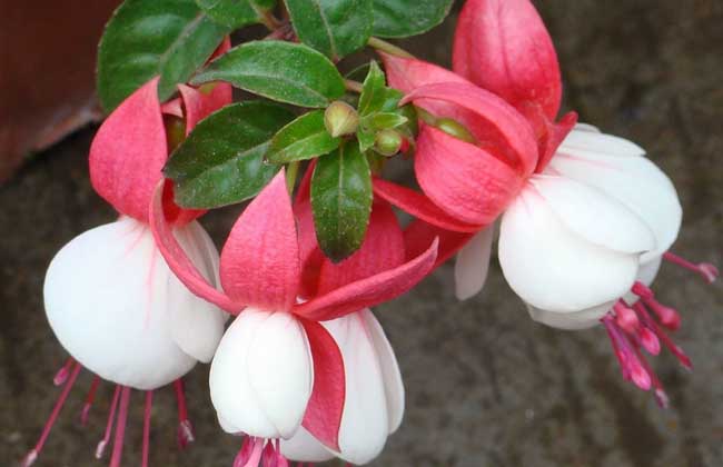 灯笼花养殖方法