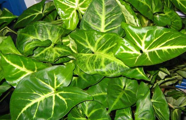 合果芋的养殖方法