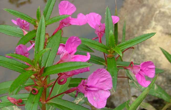 凤仙花褐斑病