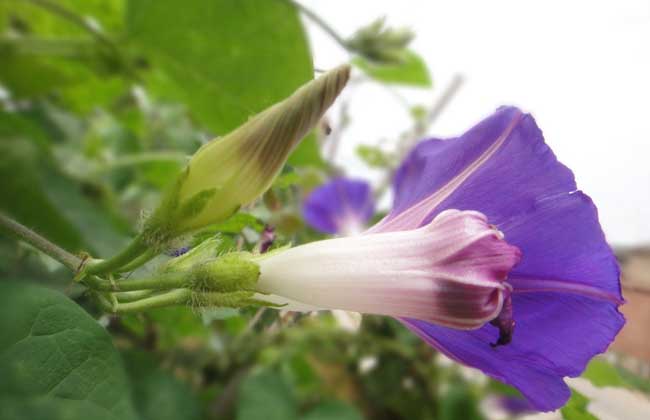 牵牛花褐斑病