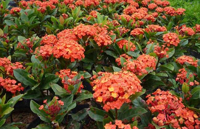 龙船花的养殖方法