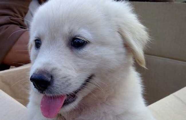 犬细小病毒怎么治疗