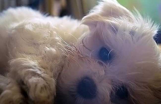 犬细小病毒怎么治疗