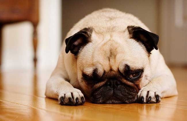 犬细小病毒怎么治疗