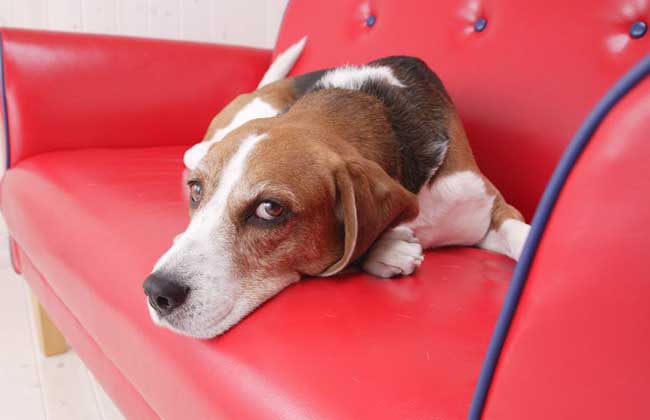 犬细小病毒怎么治疗