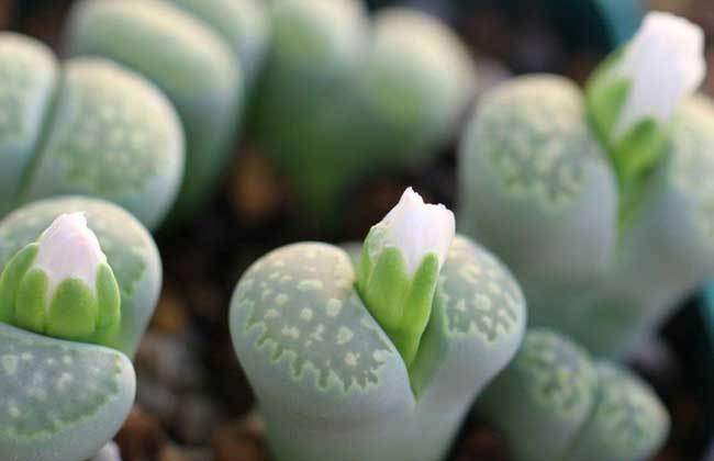 生石花种子怎么种