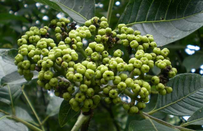 吴茱萸的功效与作用