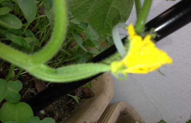 西葫芦白粉病
