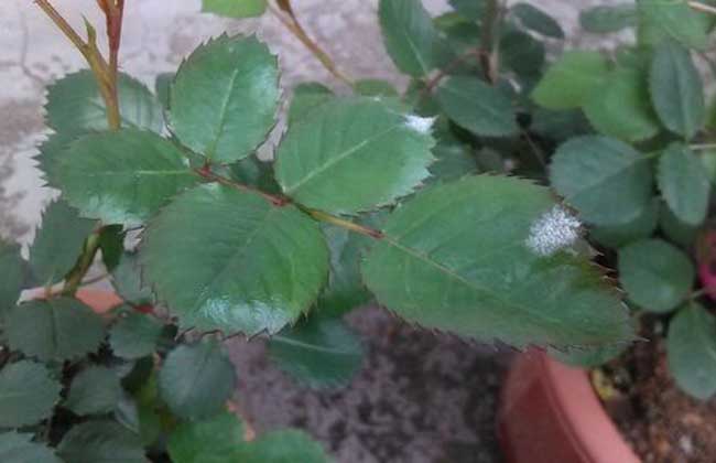 月季白粉病