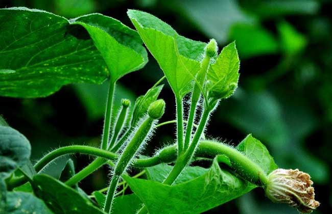 瓠瓜种植技术