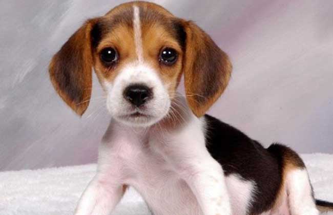巴吉度犬怎么养