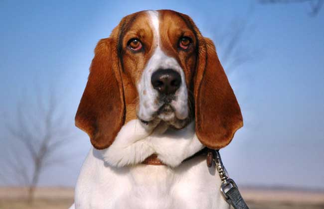 巴吉度犬怎么养