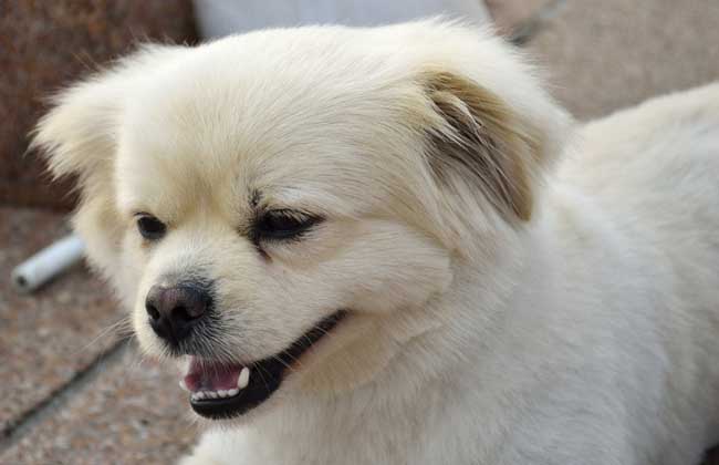 北京犬多少钱一只