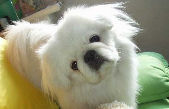 北京犬多少钱一只