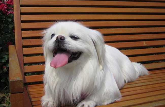 北京犬多少钱一只