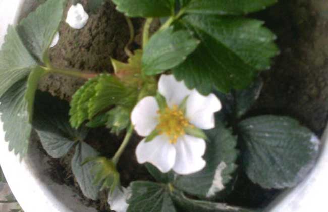 菠萝莓种植技术