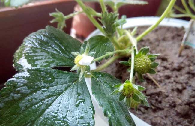 菠萝莓种植技术