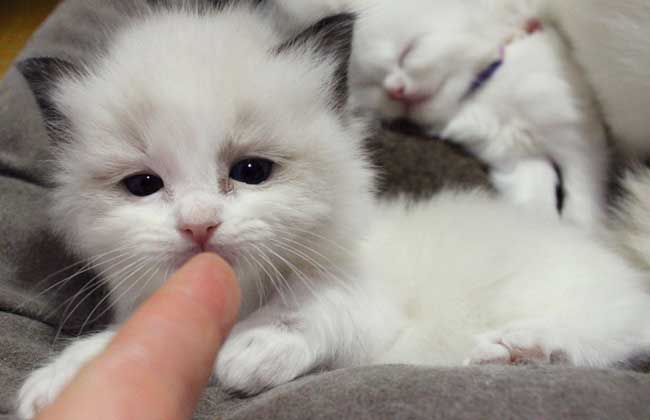 布偶猫怎么养才好？