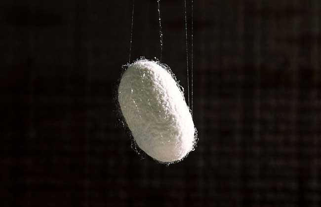 蚕茧多少钱一斤？