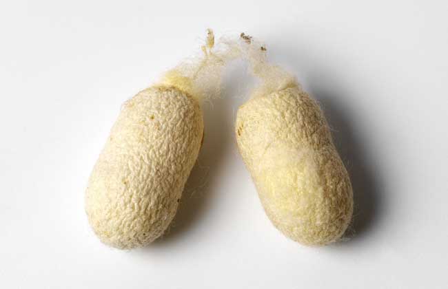 蚕茧多少钱一斤