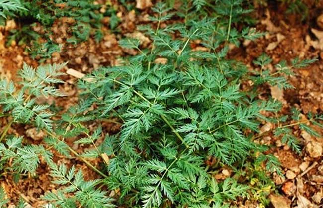 川芎的功效与作用